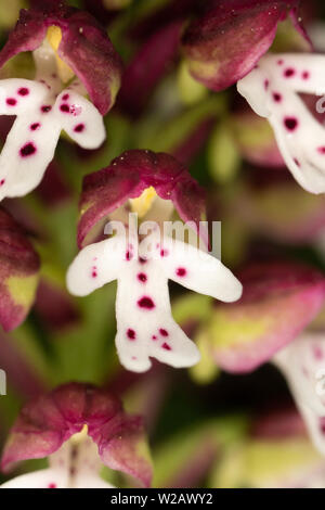 Masterizzati con punta di orchidea (Neotinea ustulata) Fiori Foto Stock