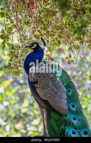 Peacock nel profilo di selvatico Foto Stock