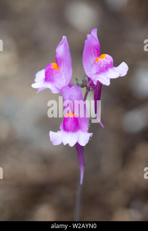 Alpine (Toadflax Linaria alpina) fiore Foto Stock