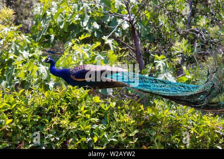 Peacock in una struttura ad albero Foto Stock