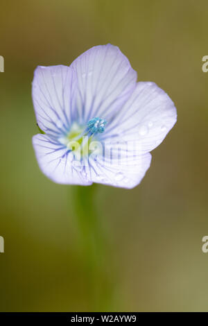 Pale di lino (Linum bienne) fiore Foto Stock