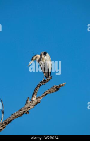 Airone blu appollaiato su un ramo contro il cielo blu Foto Stock