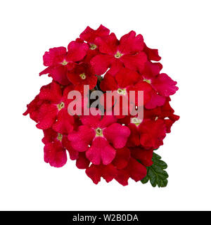 Vista superiore del rosso singolo fiore di Verbena testa. Isolato su sfondo bianco. Foto Stock