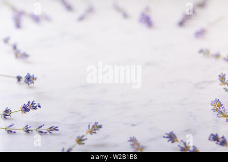 Ciuffi di lavanda stabiliti su marmo bianco sfondo intorno al luogo per il testo Foto Stock