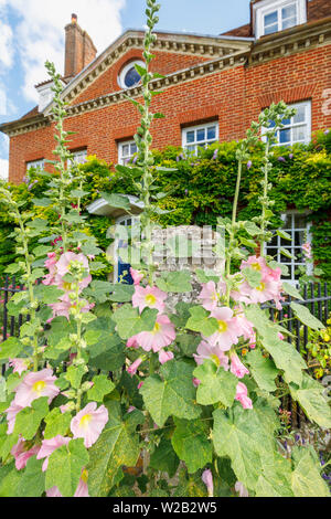 Tall pretty pink hollyhocks fioritura al di fuori di una casa di città in cattedrale vicino, Salisbury, una cattedrale della città nel Wiltshire, a sud-ovest dell'Inghilterra, Regno Unito Foto Stock