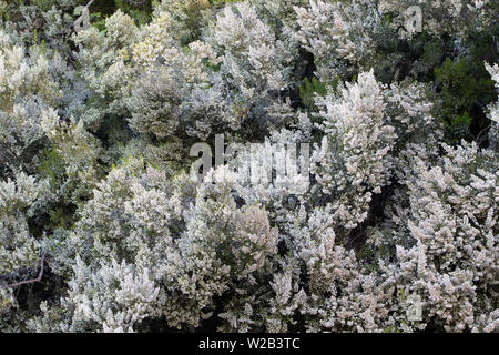 Albero di erica (Erica arborea) nel pieno fiore Foto Stock