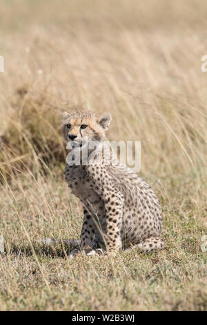 Cheetah cub seduto in erba, Serengeti Foto Stock
