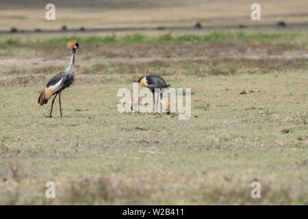 Grigio-Crowned Crane, Tanzania Foto Stock