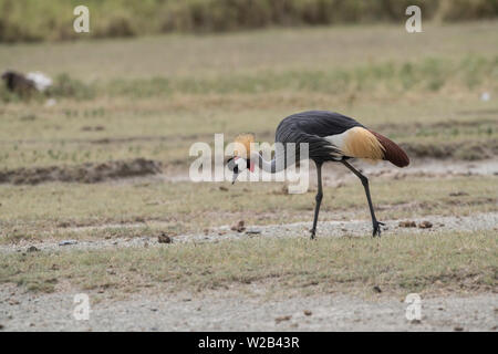 Grigio-Crowned Crane, Tanzania Foto Stock