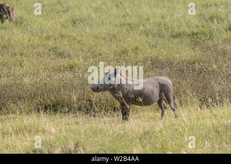 Warthog maschio in piedi, il cratere di Ngorongoro Foto Stock