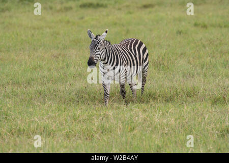 Zebra sulle pianure del Serengeti Foto Stock
