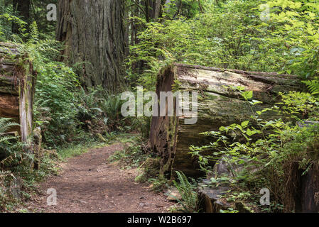 Scenario della foresta nella Prairie Creek State Park. Northern California, Stati Uniti d'America. Foto Stock