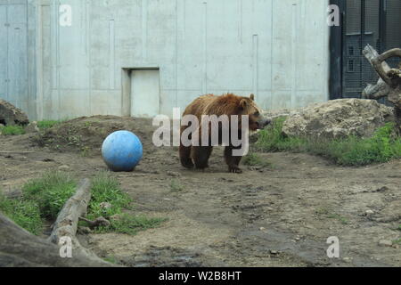 Nero Orso grizzly allo Zoo Foto Stock