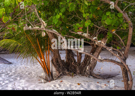 Questa unica foto mostra un clam appeso su una stringa e sullo sfondo è possibile vedere la spiaggia ed il tramonto nelle Maldive Foto Stock