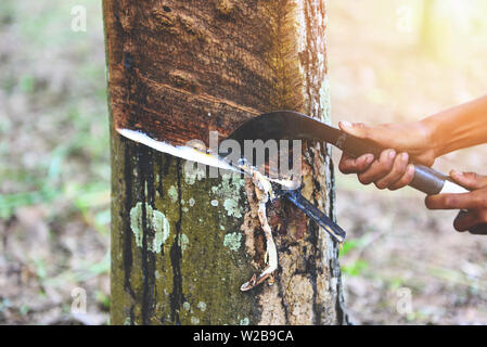 Toccando la gomma di lattice estratto dalla struttura in gomma plantation agricoltura dell'Asia per il lattice naturale Foto Stock