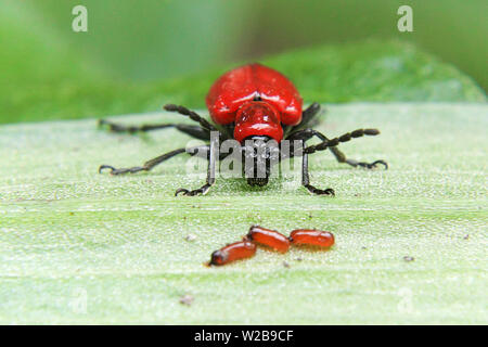 Vista ingrandita di un giglio scalet beetle e uova Foto Stock