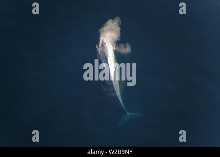 Una balena blu arriva fino ad aria Foto Stock