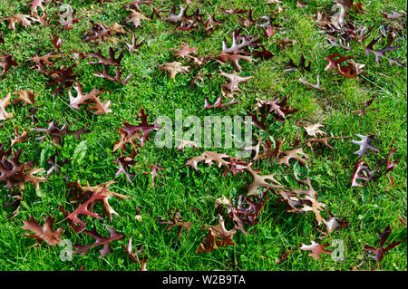 Rosolare le foglie di autunno sedersi sul prato Foto Stock