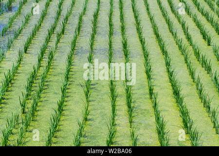 Alghe galleggianti sull'acqua tra le piante di riso in un campo di risaie nella rurale Kanagawa, Giappone. Foto Stock