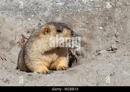 Funny marmotta che spuntavano di un nido in Himalaya mountain, regione del Ladakh, India. La natura e il concetto di viaggio Foto Stock