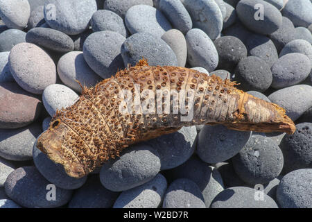 Radice di una molto strana forma albero lavato fino dal mare su una costa sassosa. Una forma astratta di legno che assomiglia a un worm o un corpo di aragosta. Foto Stock