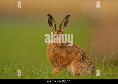 Brown Lepre seduti a bordo di alte erbe su un campo in North Norfolk, Regno Unito Foto Stock