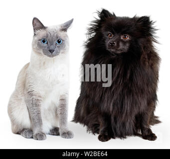 Collage di nero Spitz tedesco e blue-point thai cat. Foto Stock
