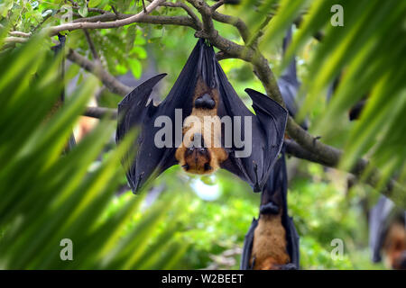 Close up fly fox ritratto nella giungla con foglie Foto Stock