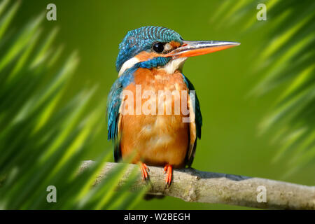 Close up superbo ritratto di starling nella giungla con foglie Foto Stock