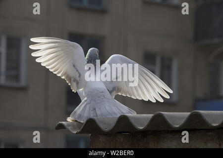 Piccione con ali spiegate. Città pigeon diffondere le sue ali. Scena in cantiere Foto Stock