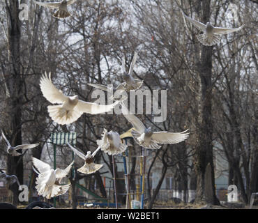 Flying piccioni. Molti battenti piccioni sul background del parco Foto Stock