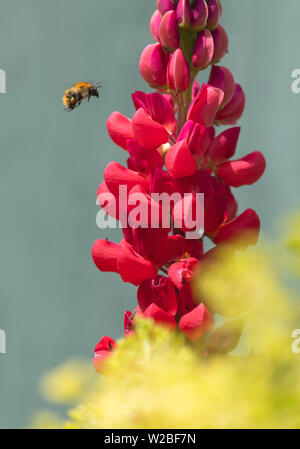 Bee in volo di avvicinamento ad un rosso fiore di Lupin Foto Stock