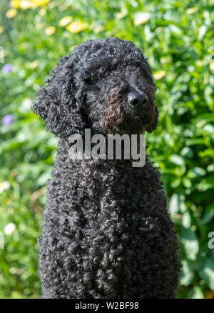 Colorati di nero Labradoodle seduta con gli occhi chiusi e cercando su un lato Foto Stock