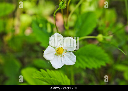 Fiore bianco pianta selvatica fragola foresta su una offuscata sfondo verde. Fioritura di fragole. Foto Stock