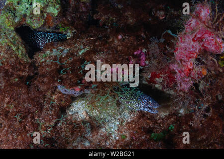 Un Spotted moray eel ha trovato la sicurezza di una bocchetta a lancia nella bellissima barriera corallina e le acque blu dei Caraibi al largo dell'isola di Grenada. Foto Stock