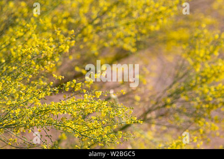 Immagine di sfondo con colore giallo Palo Verde Tree blossoms Foto Stock