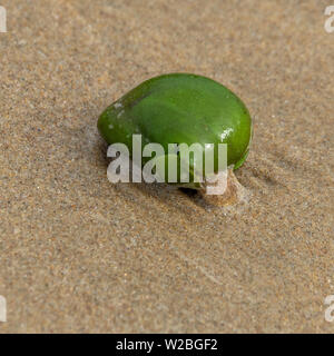 Sementi di mangrovie pods lavato fino sulla spiaggia Foto Stock