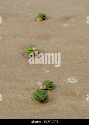 Sementi di mangrovie pods lavato fino sulla spiaggia Foto Stock