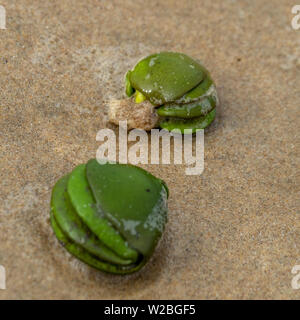 Sementi di mangrovie pods lavato fino sulla spiaggia Foto Stock