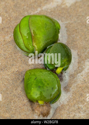 Sementi di mangrovie pods lavato fino sulla spiaggia Foto Stock