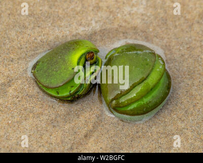 Sementi di mangrovie pods lavato fino sulla spiaggia Foto Stock