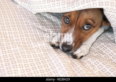 Miscelati terrier cane sotto le lenzuola del letto Foto Stock