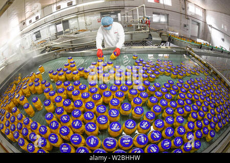 (190708) -- PECHINO, 8 luglio 2019 (Xinhua) -- un membro del personale lavora a pesche in scatola fabbrica in Zunhua città del nord della Cina nella provincia di Hebei, Luglio 7, 2019. (Foto di Liu Mancang/Xinhua) Foto Stock