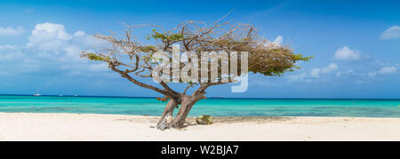 Caraibi, Antille olandesi, Aruba Divi Divi Tree su Eagle Beach Foto Stock