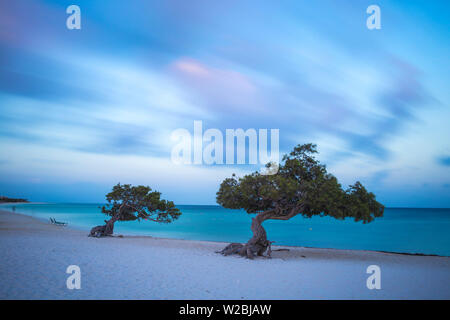 Caraibi, Antille olandesi, Aruba Divi Divi alberi su Eagle Beach Foto Stock