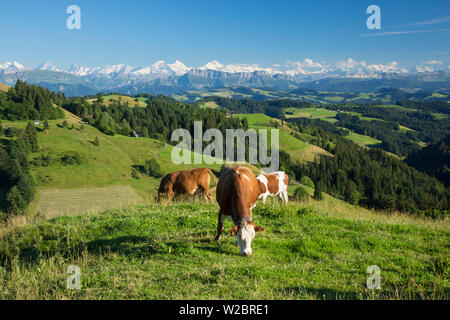 Mucche al pascolo, Emmental e alpi svizzere in background, Berner Oberland, Svizzera Foto Stock