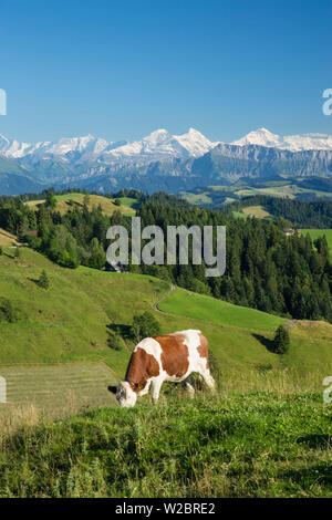 Mucche al pascolo, Emmental e alpi svizzere in background, Berner Oberland, Svizzera Foto Stock