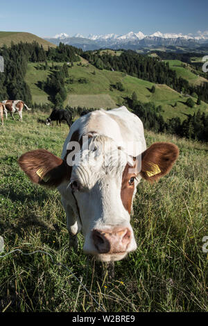 Mucche al pascolo, Emmental e alpi svizzere in background, Berner Oberland, Svizzera Foto Stock