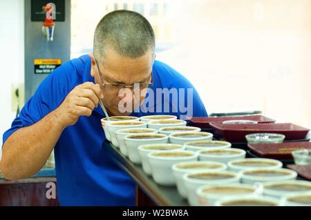 Costa Rica, San Marcos de Tarrazu, caffè cooperativa, Professional assaggiatore di caffè, caffè coppettazione, lo sniffing di campioni di varie miscele di caffè appena preparato per aroma. Foto Stock
