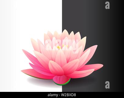 Bella rosa realistico fiore di loto isolati su nero e sfondo bianco, acqua impianto, illustrazione vettoriale. Illustrazione Vettoriale